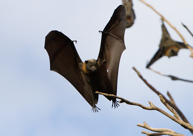 Flying fox taking flight from tree.